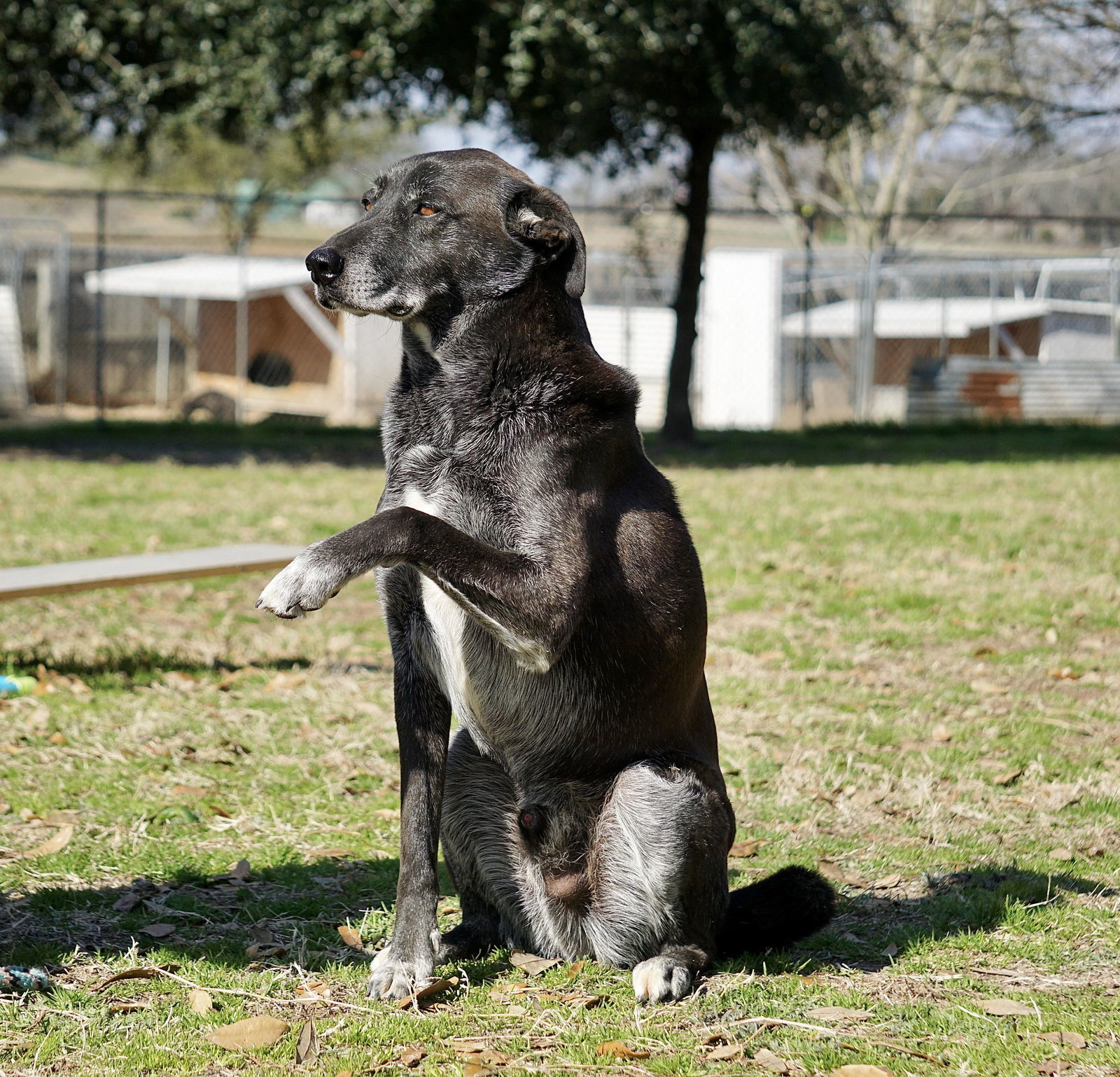 Banjo, an adoptable Border Collie in Gun Barrel City, TX, 75147 | Photo Image 3