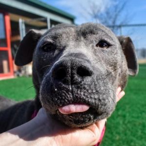 Dogs For Adoption Near Evansville In Petfinder