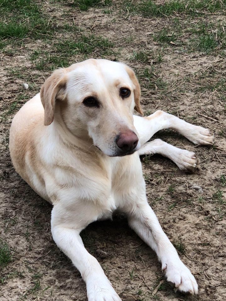 Labrador retriever 2024 foxhound mix