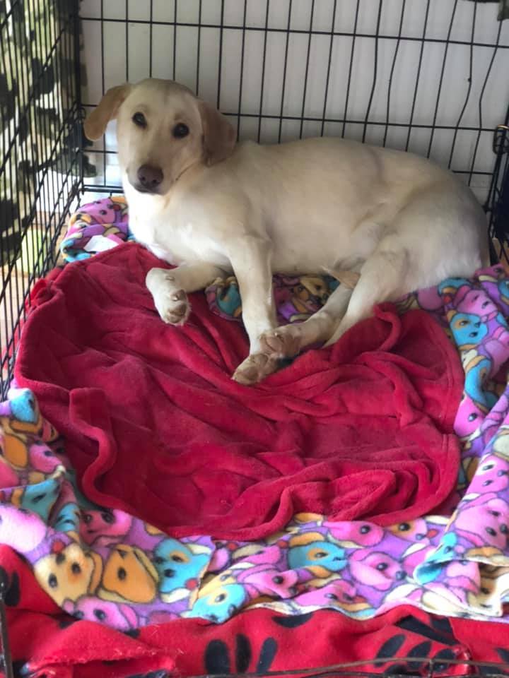 Ginny, an adoptable Labrador Retriever, Hound in Eureka, MO, 63025 | Photo Image 2
