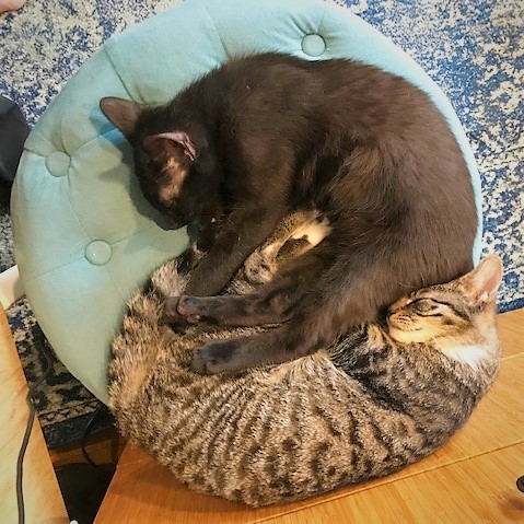 Eddy and Odin, an adopted Domestic Short Hair & Tabby Mix in Brooklyn, NY_image-4