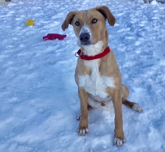 Faith, an adopted Labrador Retriever & Hound Mix in Briarcliff Manor, NY_image-2