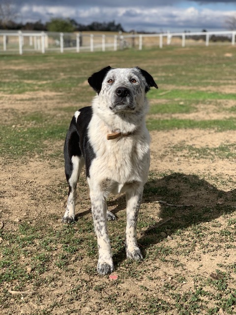 Dog For Adoption Callie An Australian Shepherd Australian Cattle Dog Blue Heeler Mix In Woodland Ca Petfinder