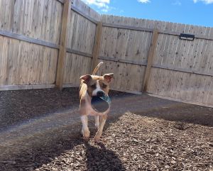 RED - The Happiest Dog in the World!