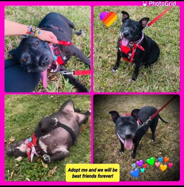 Chrissy, an adoptable Pit Bull Terrier in Plantation, FL, 33325 | Photo Image 1