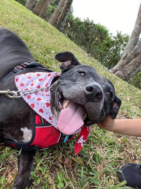 Chrissy, an adoptable Pit Bull Terrier in Plantation, FL, 33325 | Photo Image 2