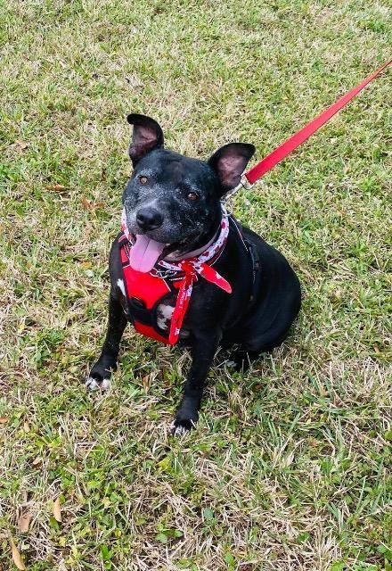 Chrissy, an adoptable Pit Bull Terrier in Plantation, FL, 33325 | Photo Image 3