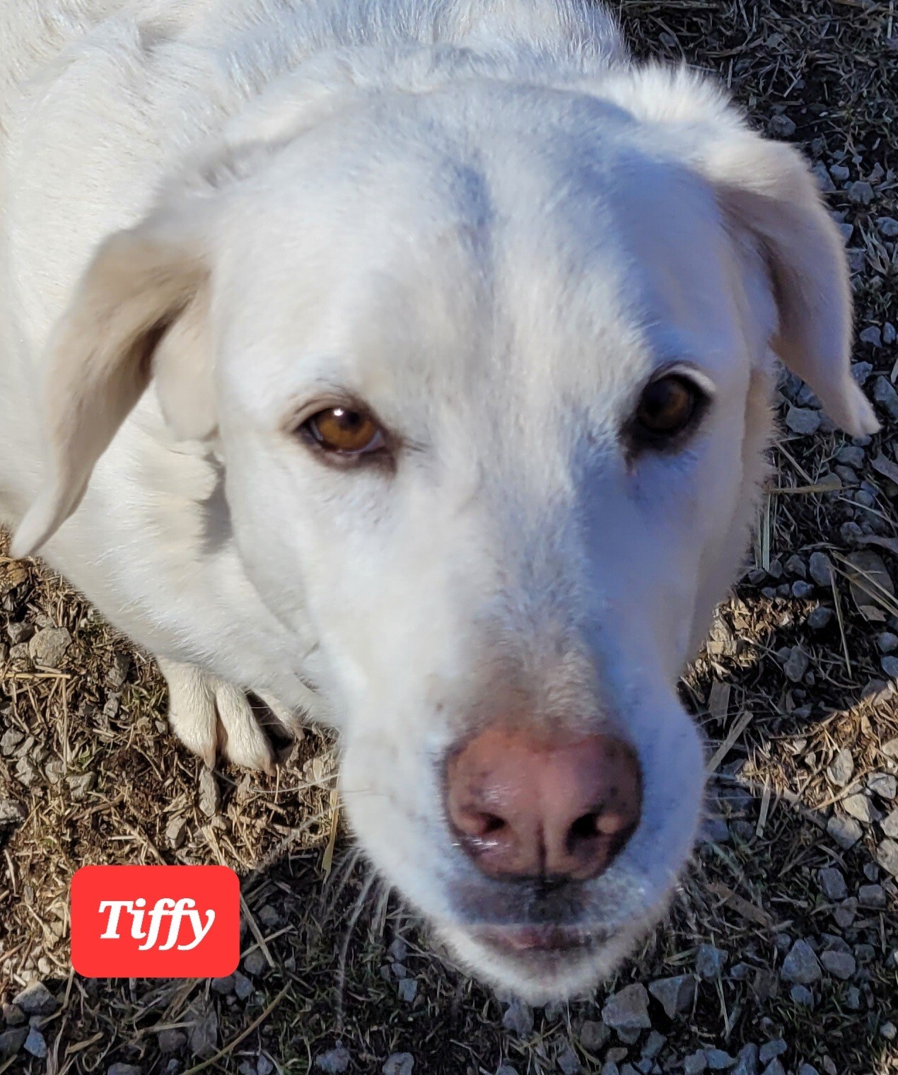 Tiffy , an adoptable Labrador Retriever in Mashpee, MA, 02649 | Photo Image 1