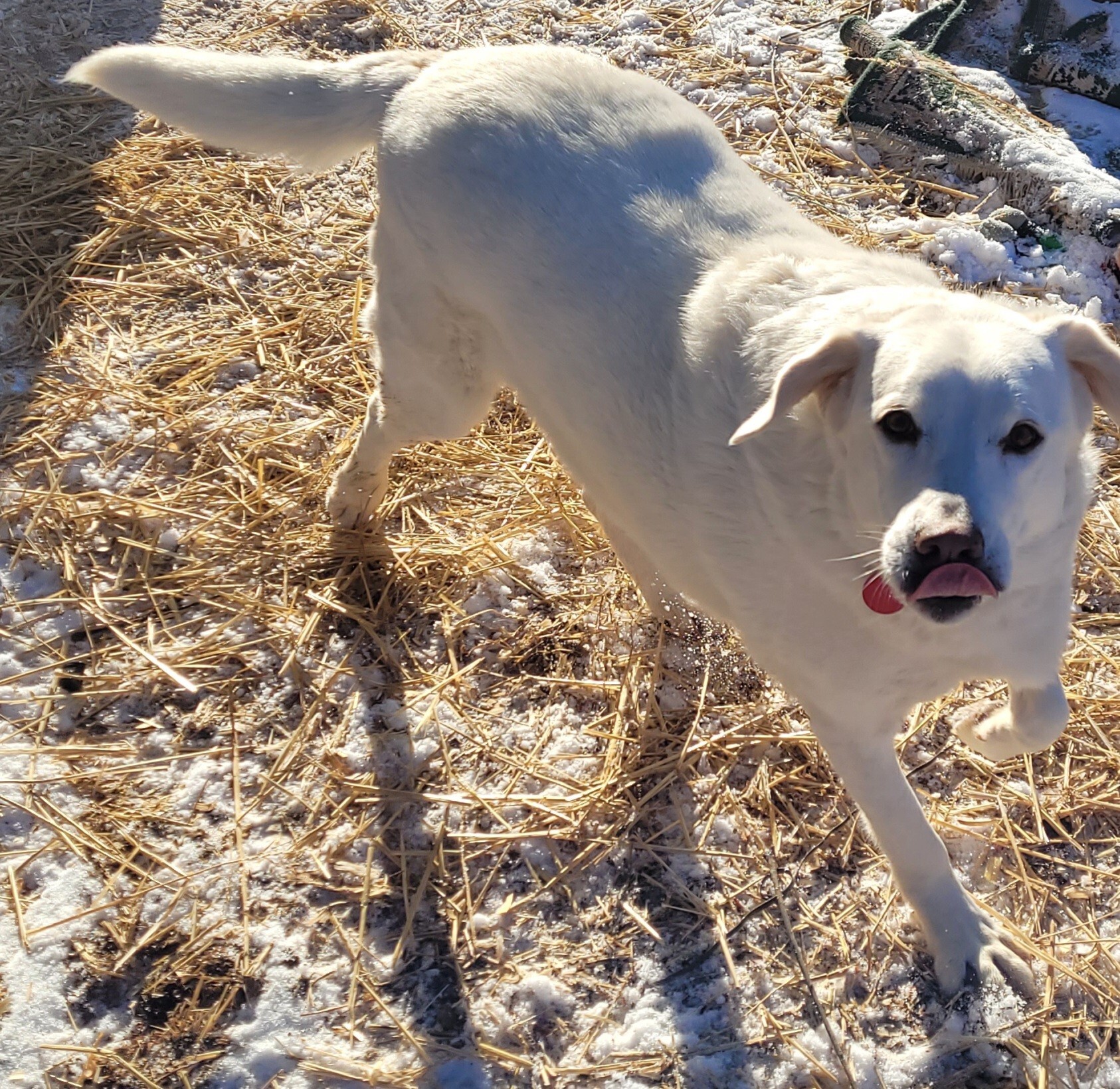 Tiffy , an adoptable Labrador Retriever in Mashpee, MA, 02649 | Photo Image 5