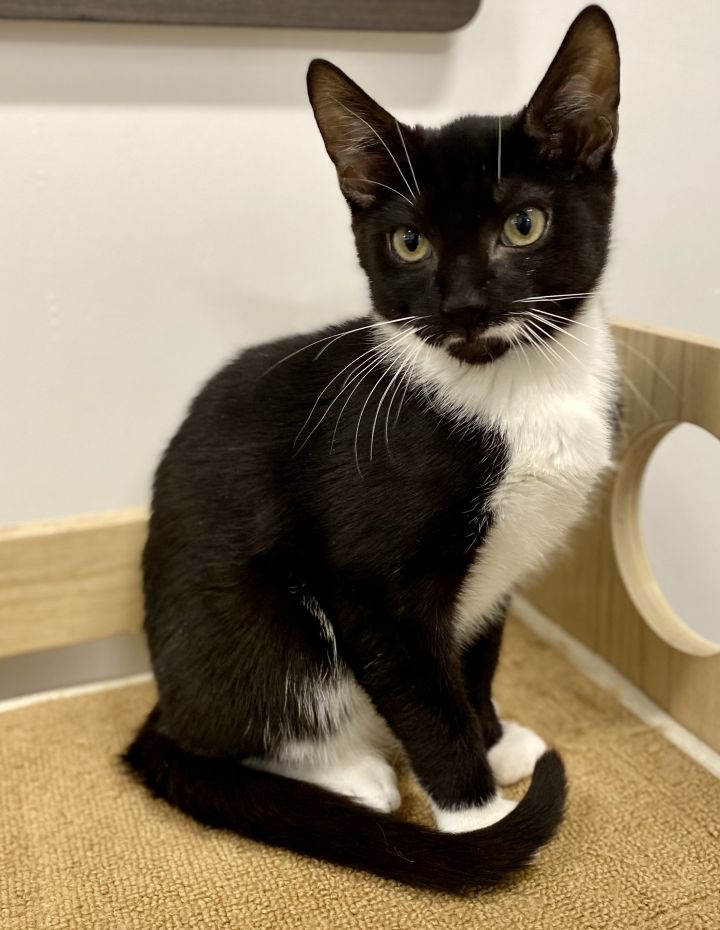 Beau, an adopted Tuxedo & Domestic Short Hair Mix in North Babylon, NY_image-3