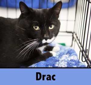 DRAC