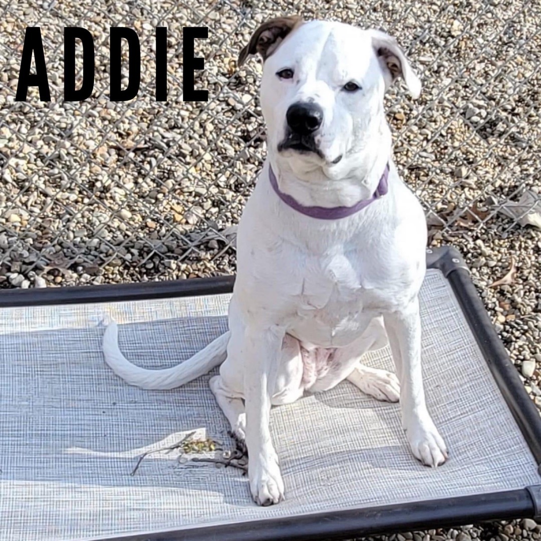 Addie, an adoptable American Staffordshire Terrier, American Bulldog in Avon, OH, 44145 | Photo Image 2