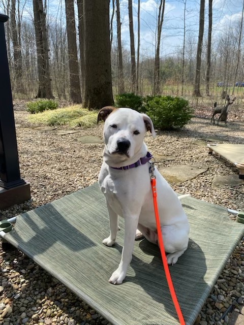 Addie, an adoptable American Staffordshire Terrier, American Bulldog in Avon, OH, 44145 | Photo Image 3