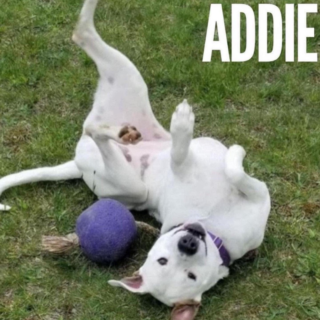 Addie, an adoptable American Staffordshire Terrier, American Bulldog in Avon, OH, 44145 | Photo Image 1