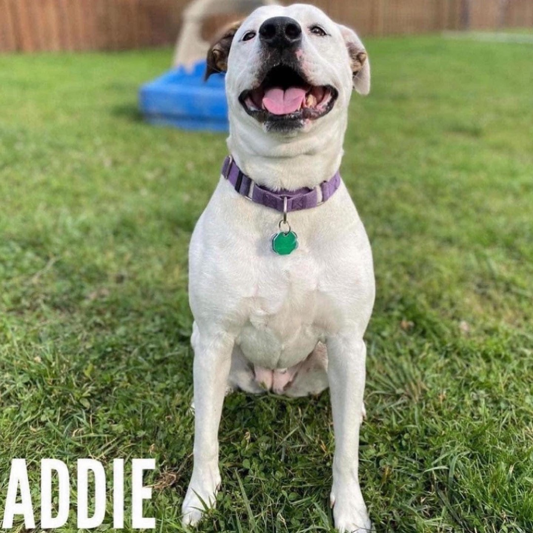 Addie, an adoptable American Staffordshire Terrier, American Bulldog in Avon, OH, 44145 | Photo Image 4