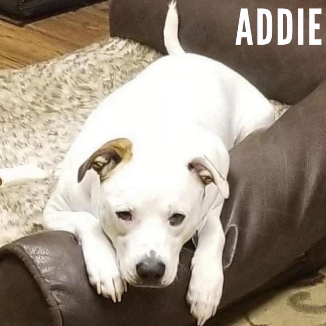 Addie, an adoptable American Staffordshire Terrier, American Bulldog in Avon, OH, 44145 | Photo Image 5