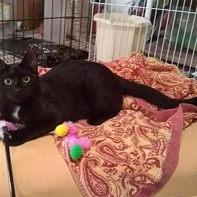 Aster, an adoptable Domestic Short Hair in Medford, NY_image-1