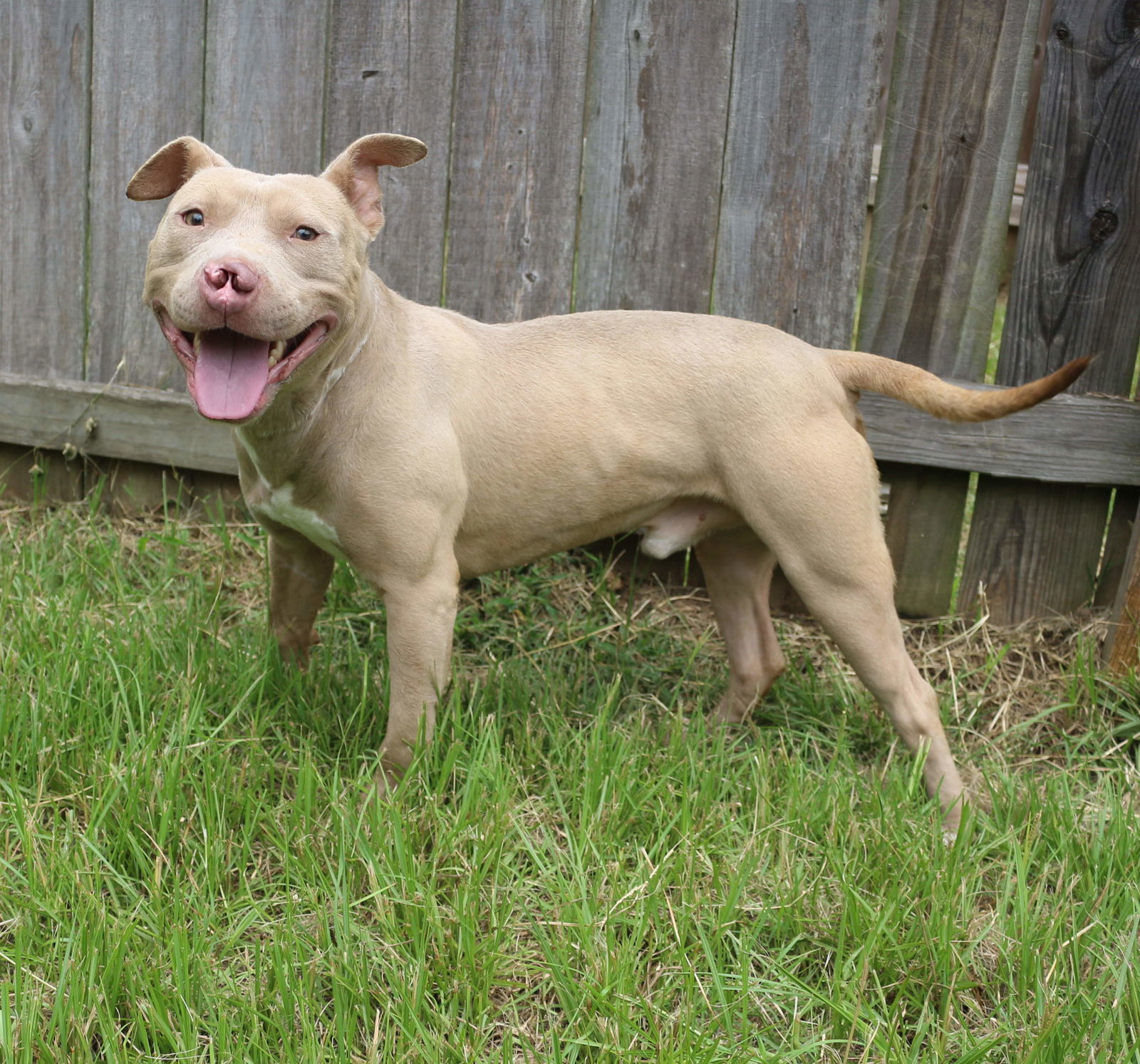 Cyrano, an adoptable American Staffordshire Terrier in Jackson, MS, 39213 | Photo Image 1