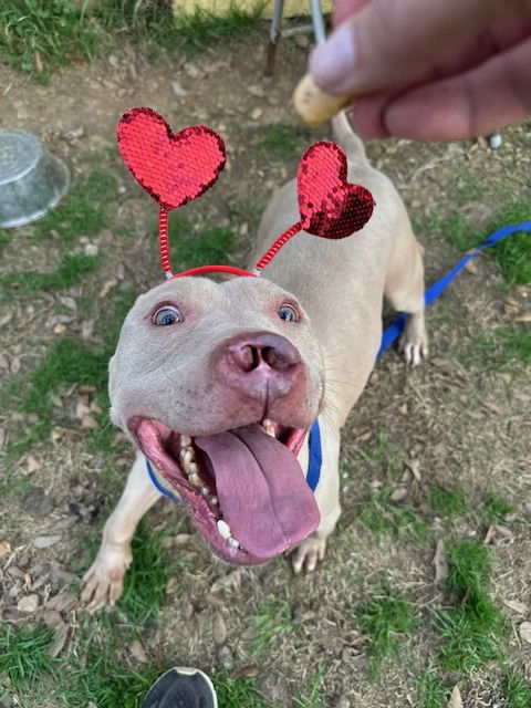 Cyrano, an adoptable American Staffordshire Terrier in Jackson, MS, 39213 | Photo Image 2