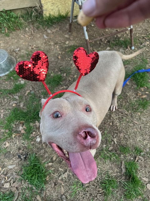Cyrano, an adoptable American Staffordshire Terrier in Jackson, MS, 39213 | Photo Image 3