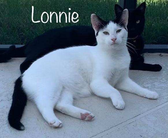 Lonnie, an adoptable Domestic Short Hair in Land O Lakes, FL, 34639 | Photo Image 1
