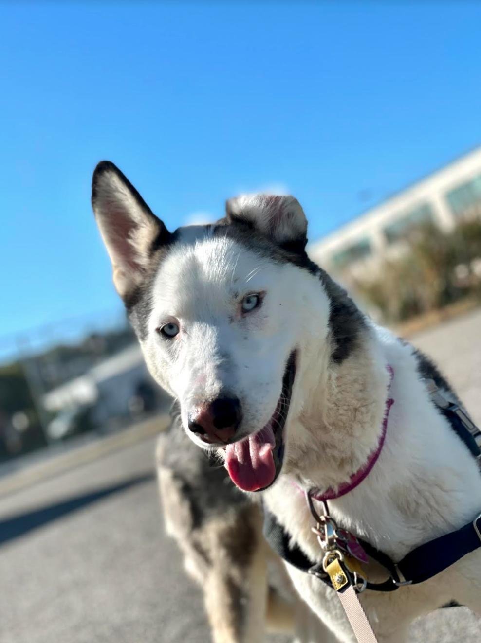 Vincent, an adoptable Husky in Sonoma, CA, 95476 | Photo Image 1