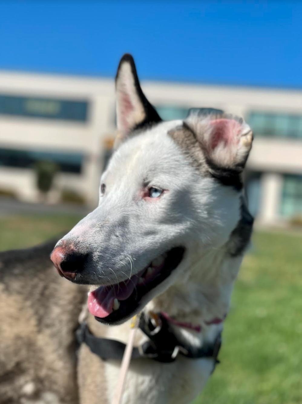 Vincent, an adoptable Husky in Sonoma, CA, 95476 | Photo Image 2