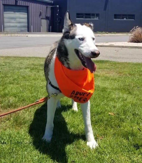 Vincent, an adoptable Husky in Sonoma, CA, 95476 | Photo Image 3