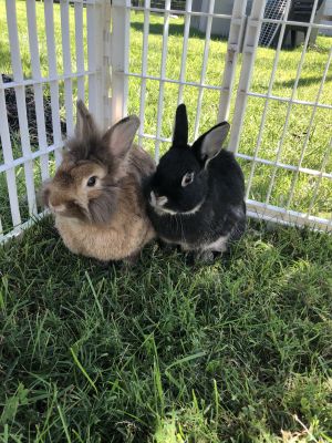 Lexie and Pixie (bonded pair)