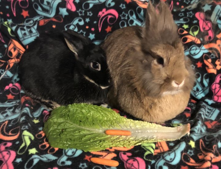 Pixie and Lexie (bonded pair), an adopted Lionhead in Drexel Hill, PA_image-3