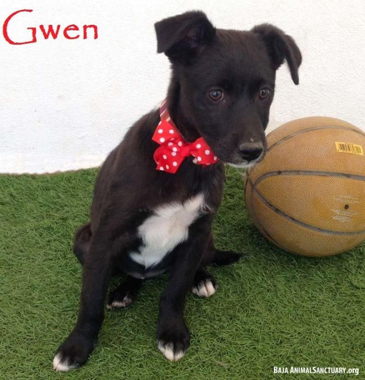 Gwen 1
