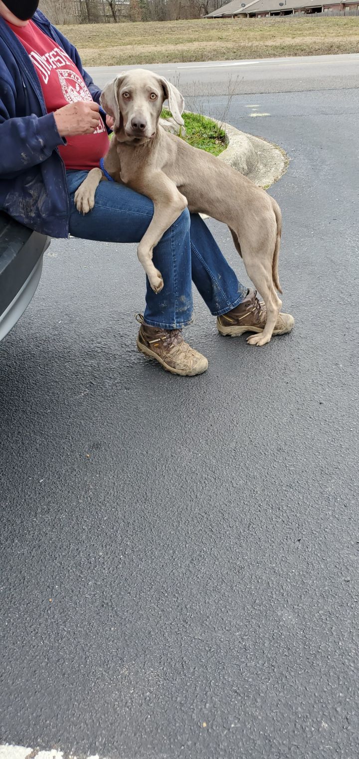 Dog For Adoption Moonpie A Weimaraner Mix In Atlanta Ga Petfinder