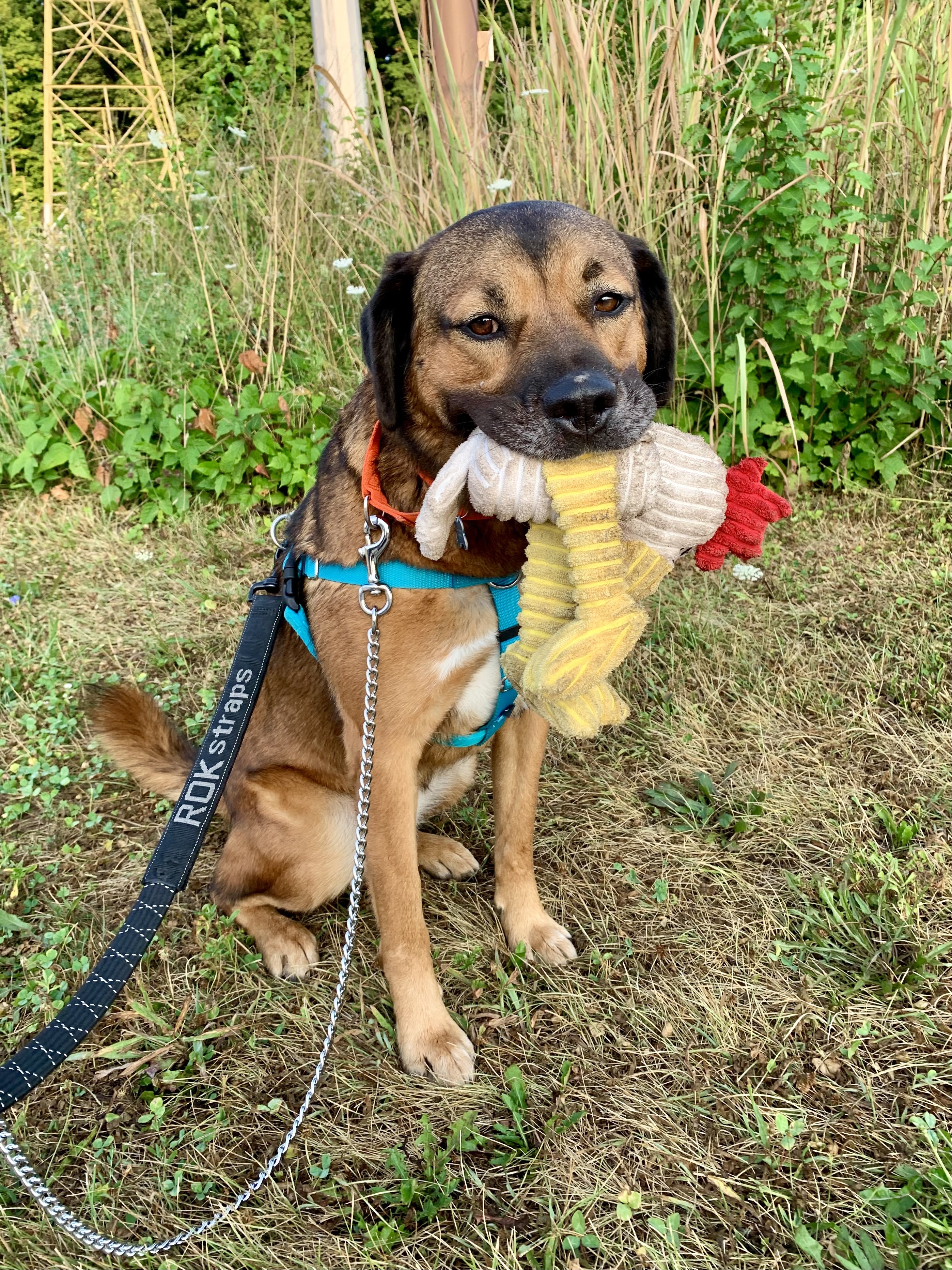 Howard, an adoptable Saint Bernard, Plott Hound in Cincinnati, OH, 45227 | Photo Image 2