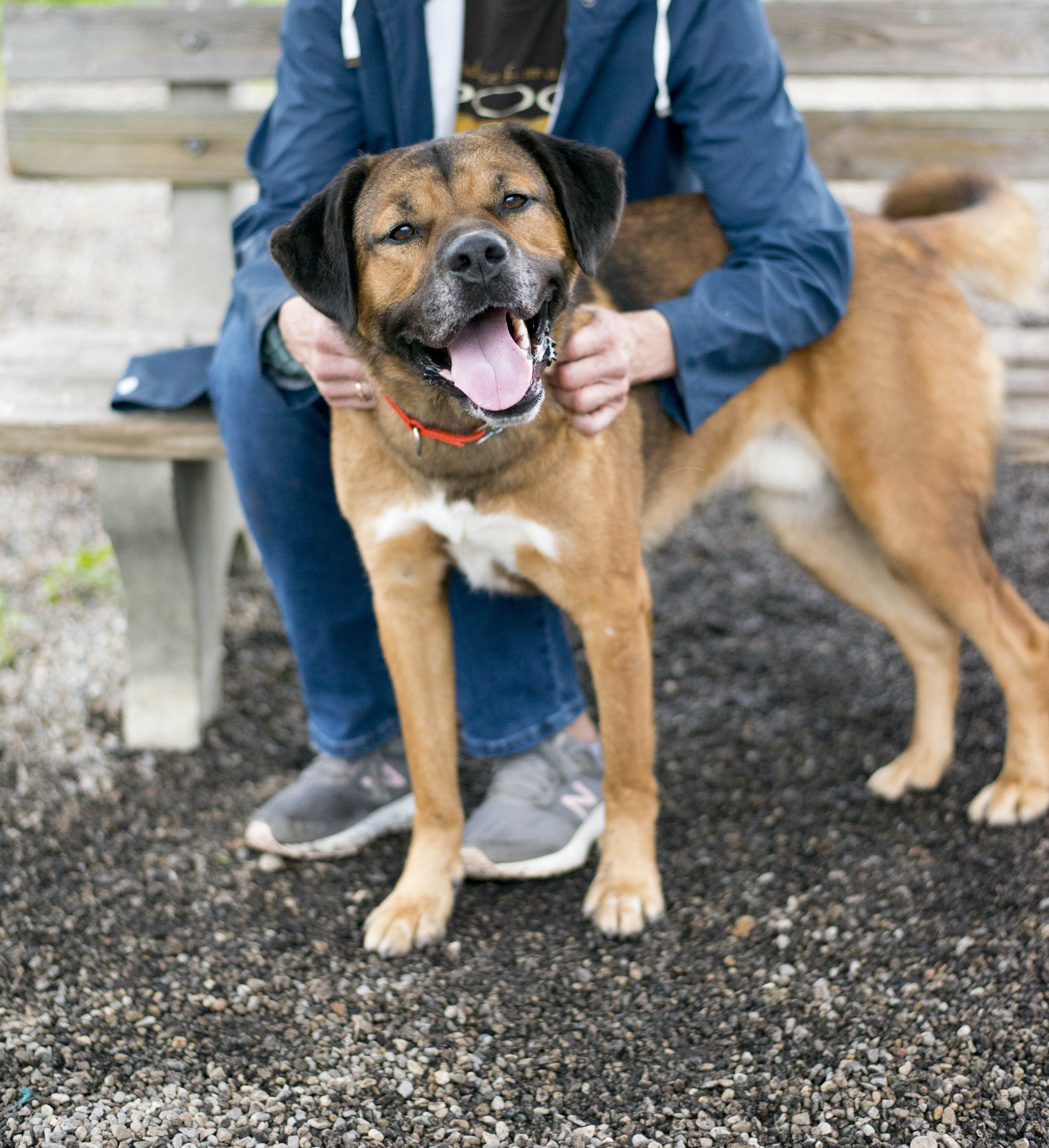Howard, an adoptable Saint Bernard, Plott Hound in Cincinnati, OH, 45227 | Photo Image 3