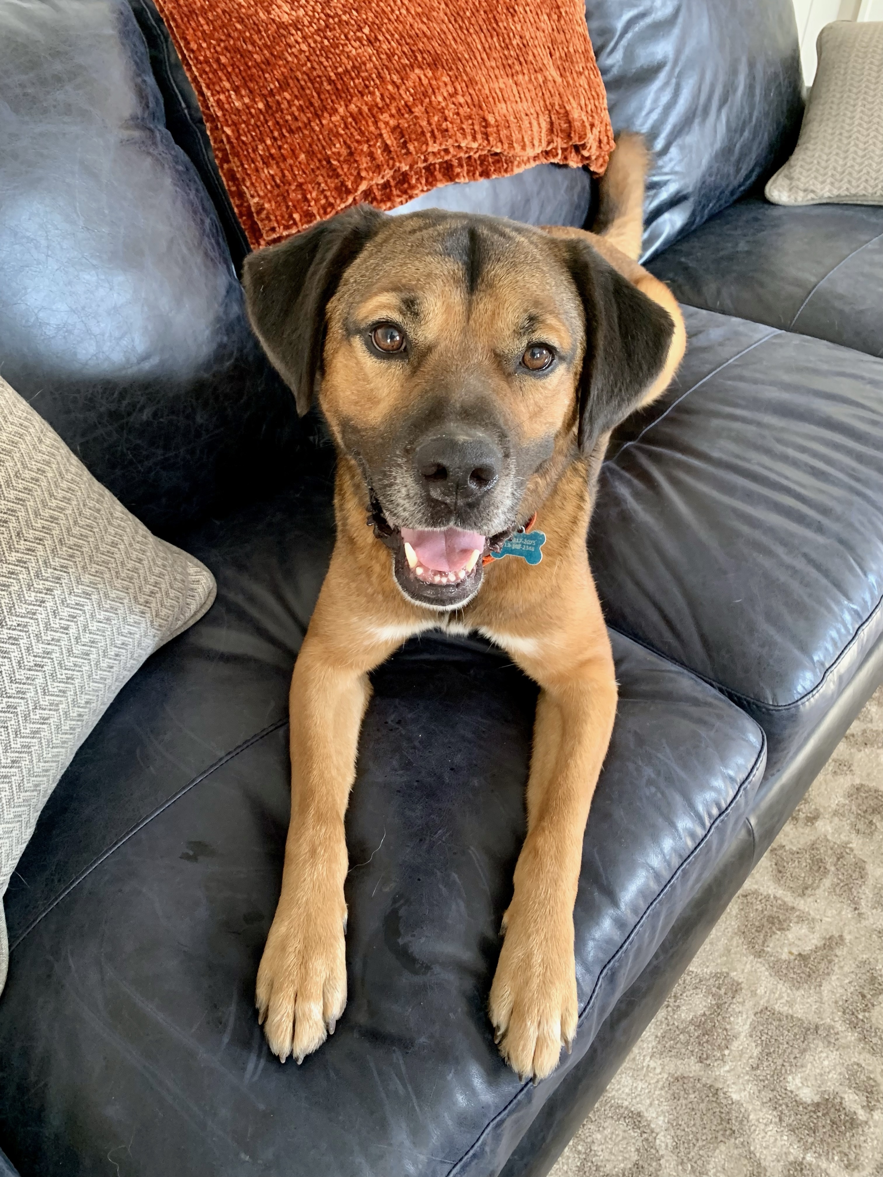 Howard, an adoptable Saint Bernard, Plott Hound in Cincinnati, OH, 45227 | Photo Image 1