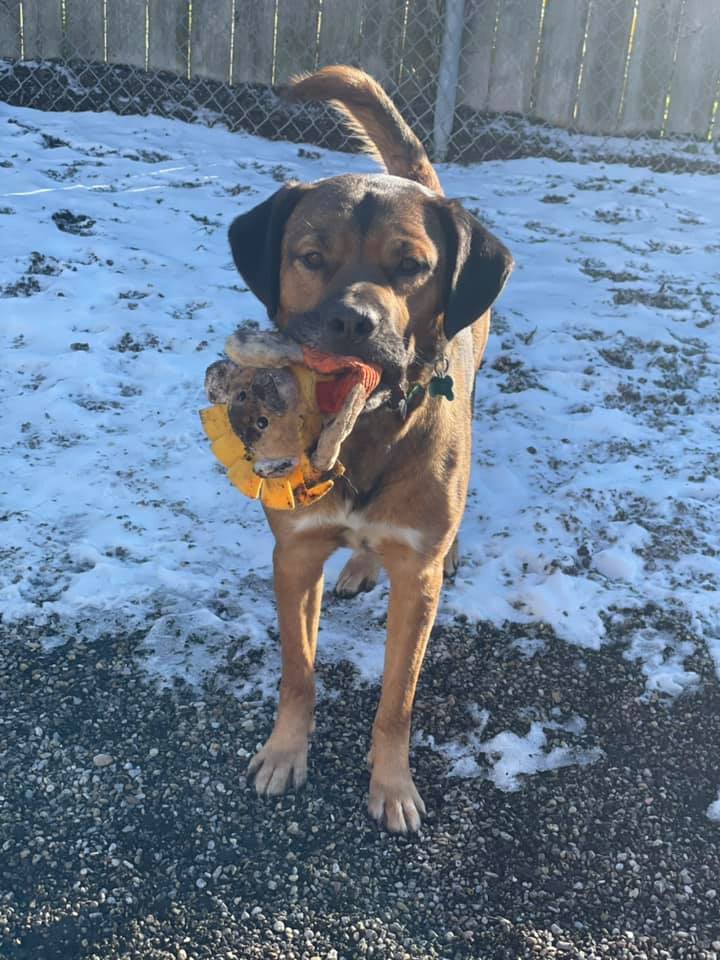 Howard, an adoptable Saint Bernard, Plott Hound in Cincinnati, OH, 45227 | Photo Image 4