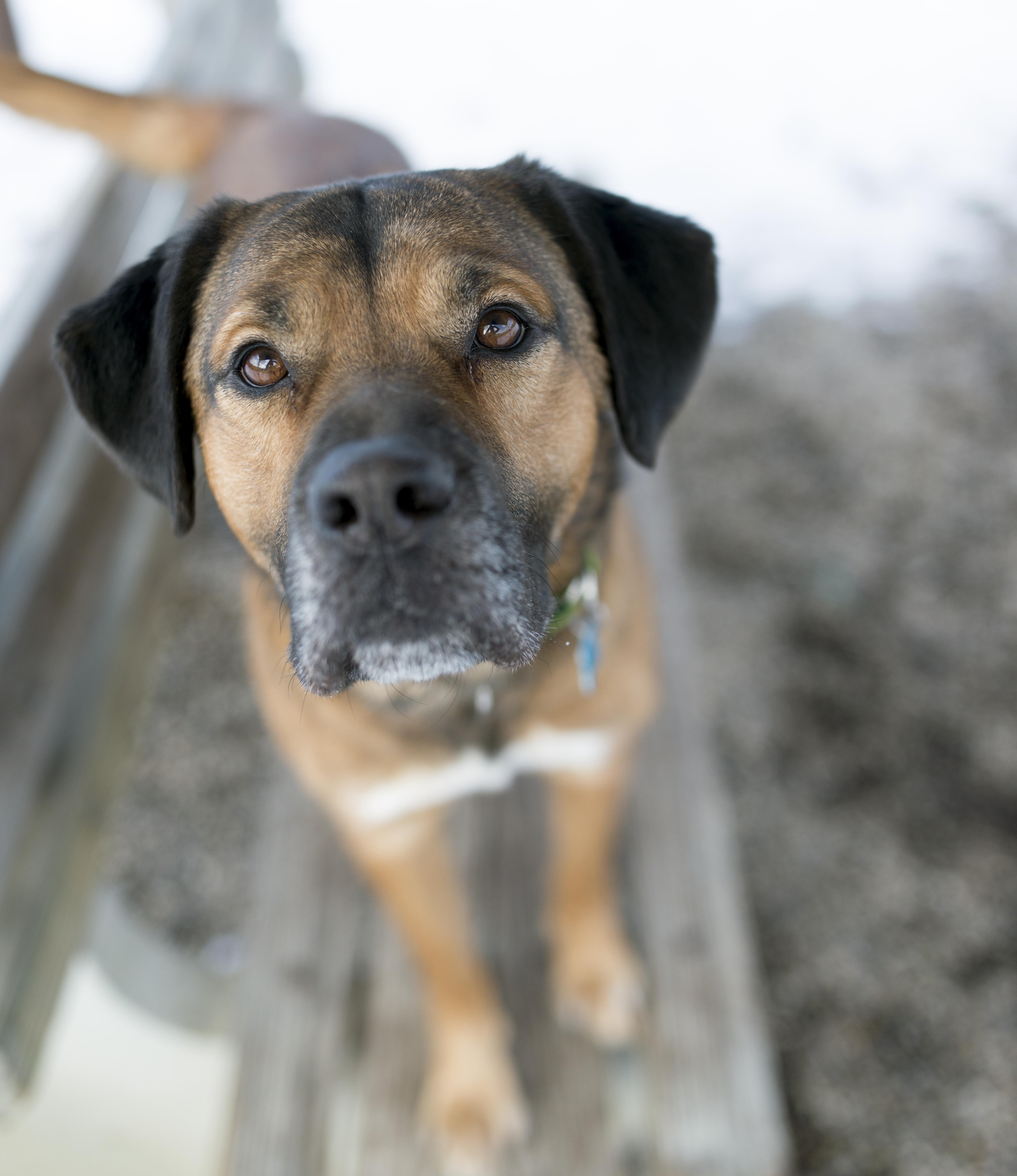 Howard, an adoptable Saint Bernard, Plott Hound in Cincinnati, OH, 45227 | Photo Image 5
