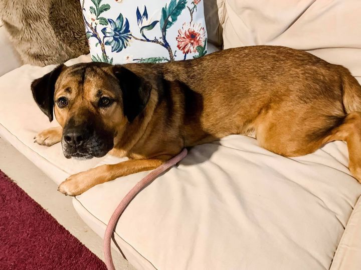 Howard, an adoptable Saint Bernard, Plott Hound in Cincinnati, OH, 45227 | Photo Image 6