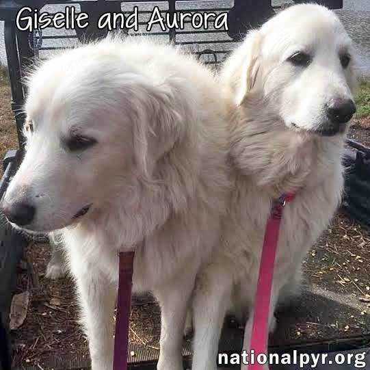 Aurora & Giselle in CT - Sweet Stunning Pair!