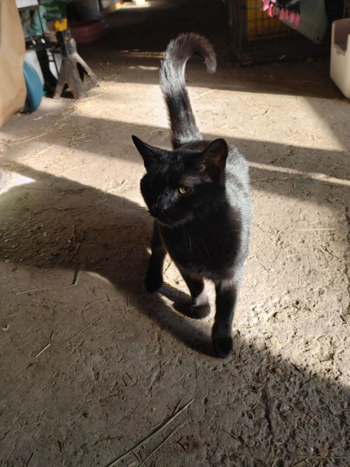 Shadow - Barn cat 4