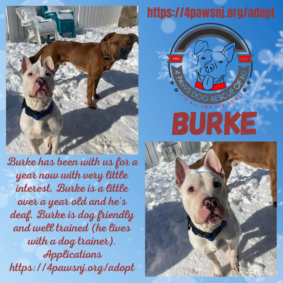 Burke, an adoptable American Staffordshire Terrier in Berlin, NJ, 08009 | Photo Image 1