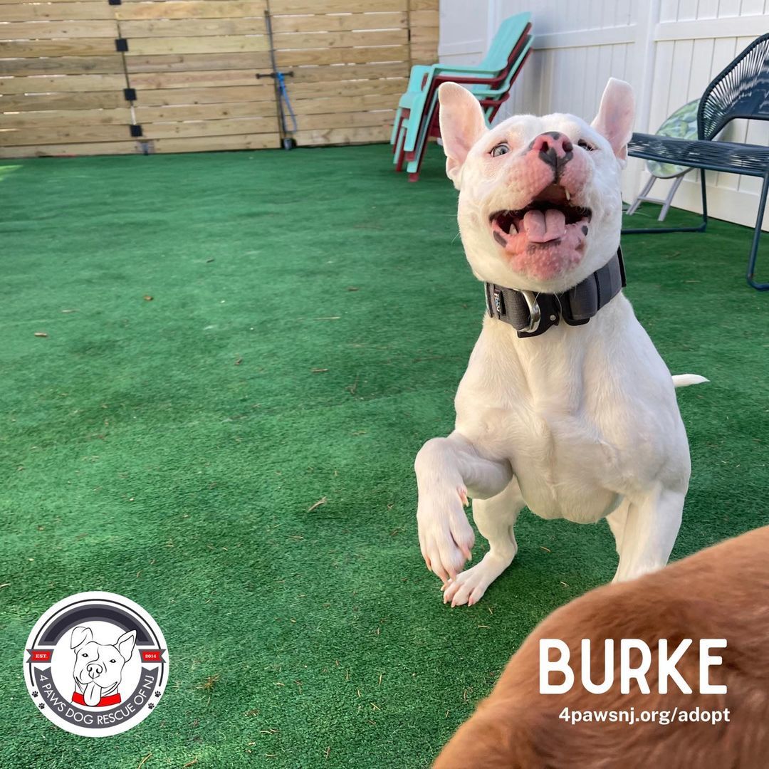 Burke, an adoptable American Staffordshire Terrier in Berlin, NJ, 08009 | Photo Image 2