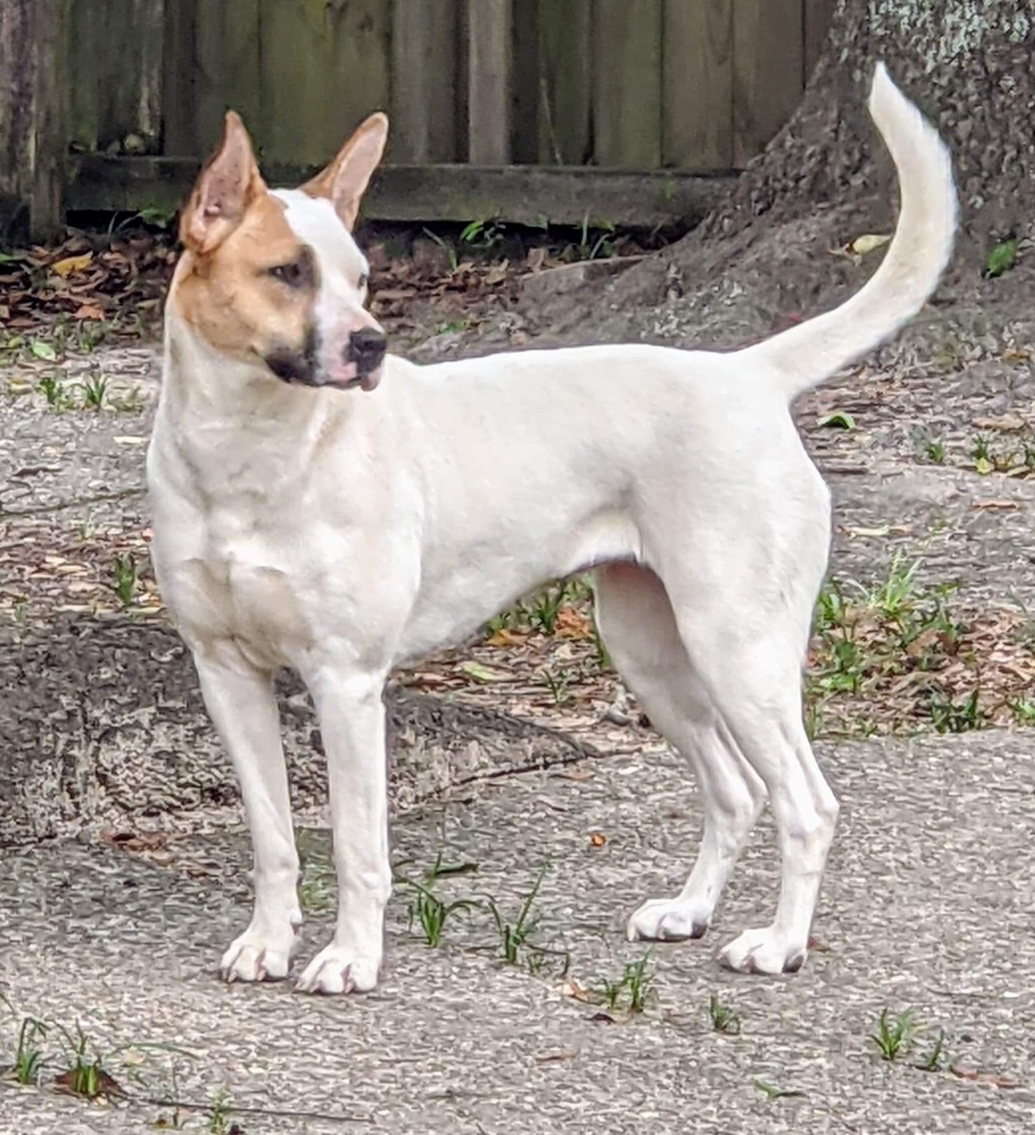 Cora, an adoptable White German Shepherd, Cattle Dog in Mobile, AL, 36619 | Photo Image 5