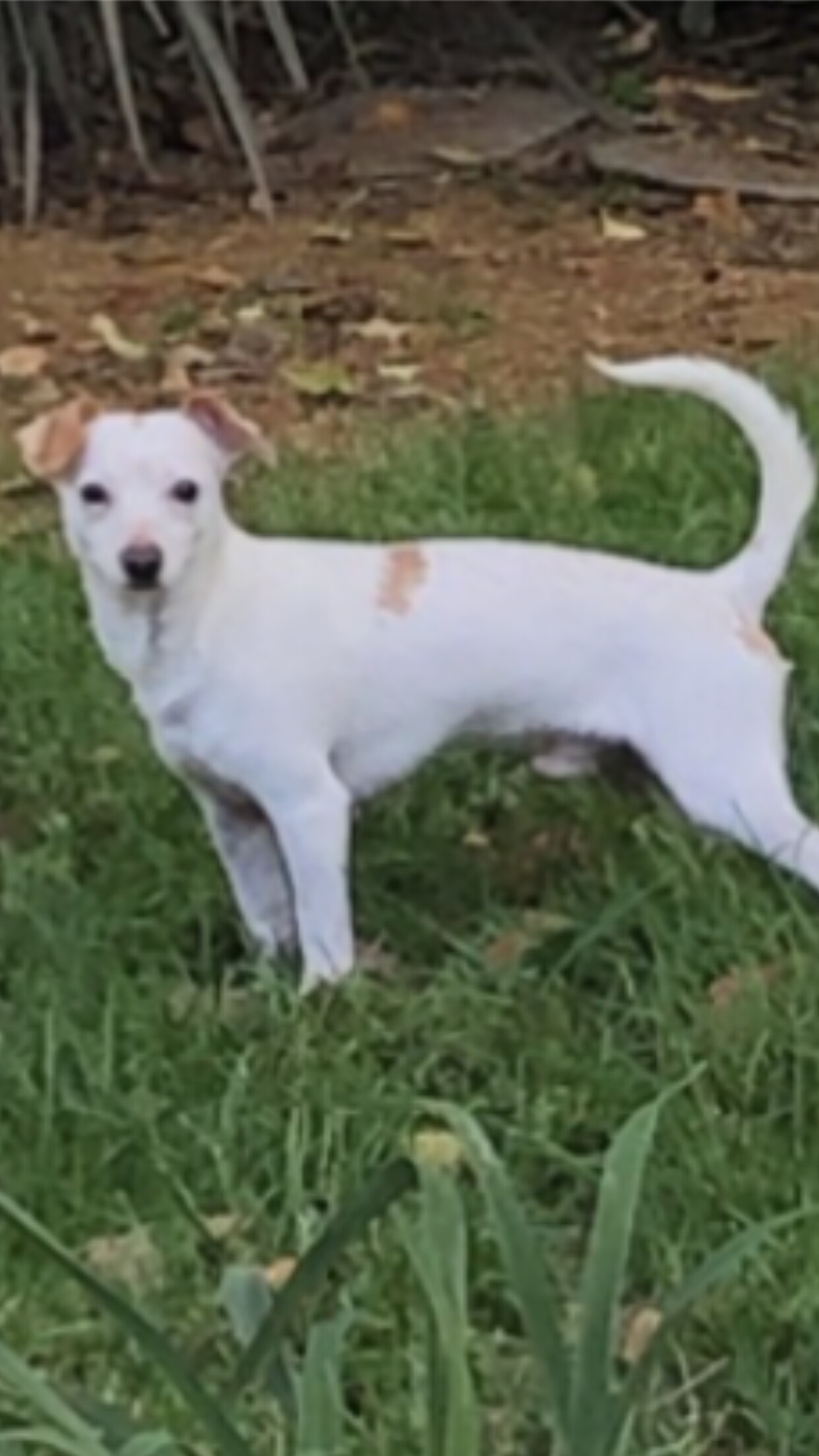 Baxter - The Gentle Shy Boy, an adoptable Rat Terrier in Citrus Heights, CA, 95610 | Photo Image 1