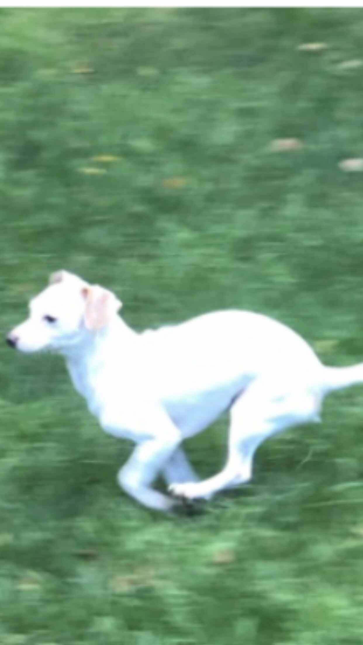 Baxter - The Gentle Shy Boy, an adoptable Rat Terrier in Citrus Heights, CA, 95610 | Photo Image 2