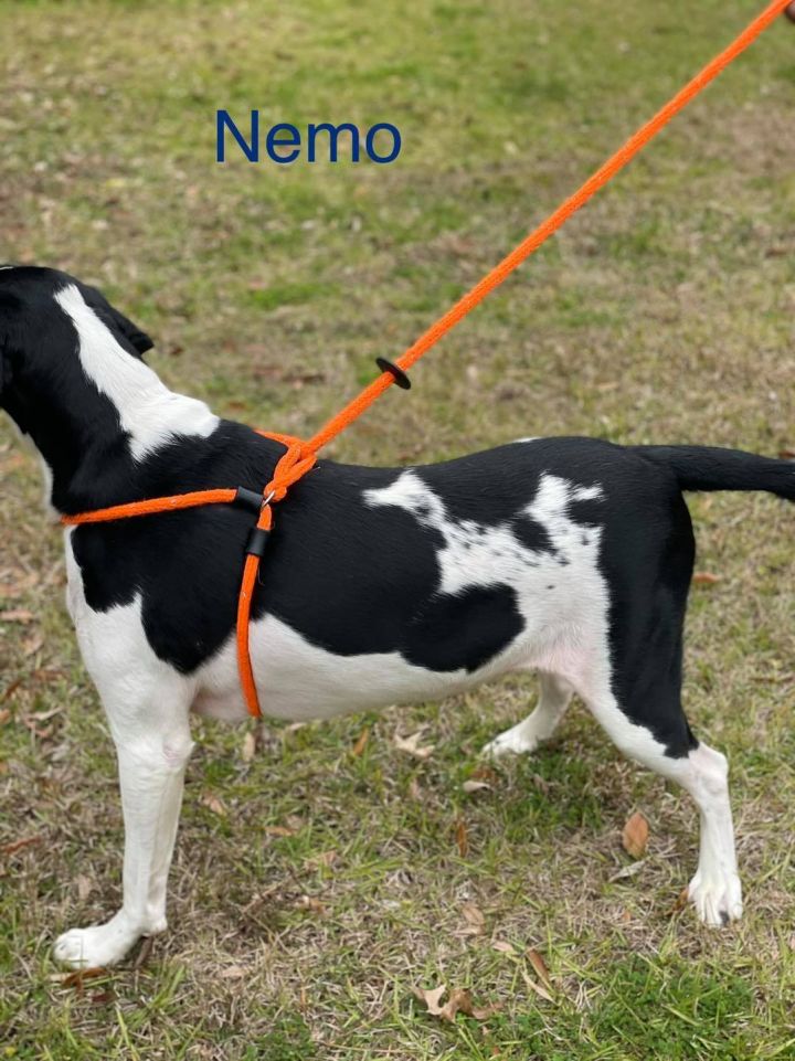 NEMO 5