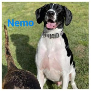 NEMO