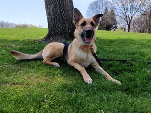 German Shepherd Rescue Inc