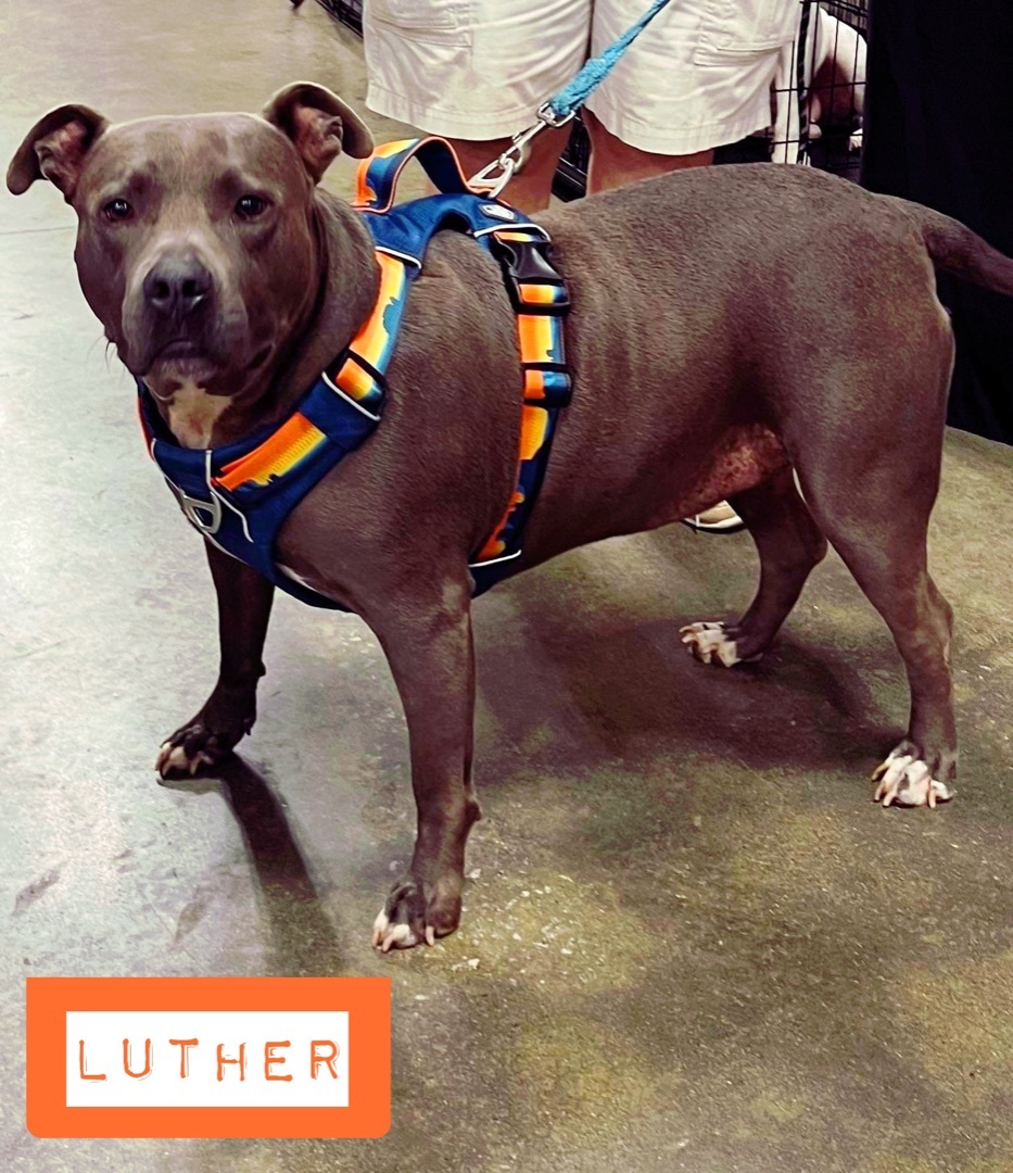Luther, an adoptable American Staffordshire Terrier in Stockbridge, GA, 30281 | Photo Image 2