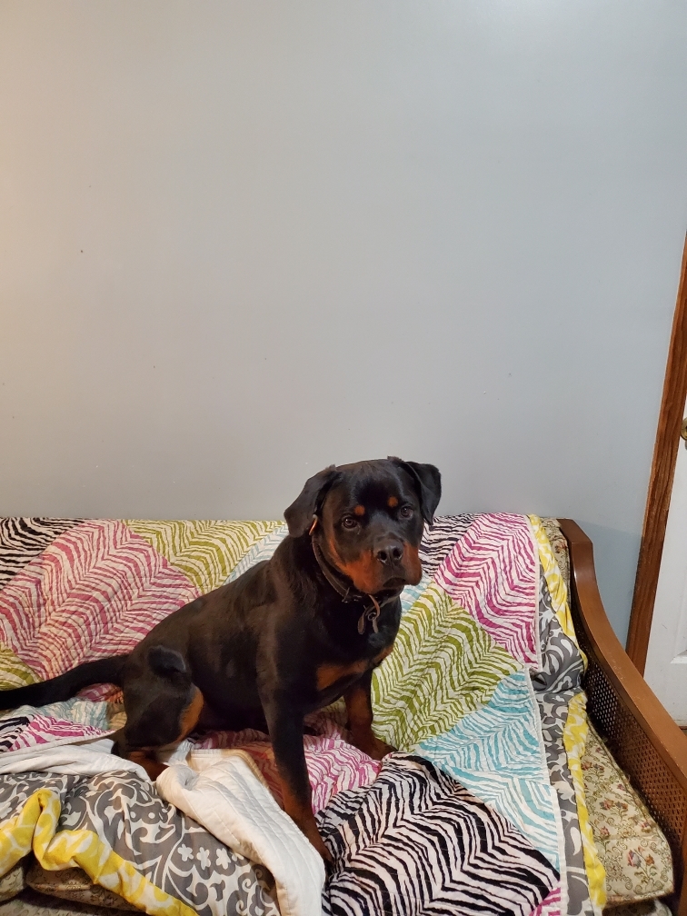 Bruno, an adoptable Rottweiler in Cuddebackville, NY, 12729 | Photo Image 2